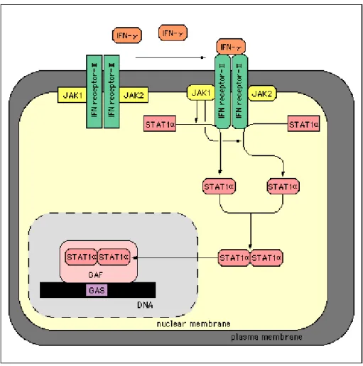 Fig 8. Schéma général de la cascade d'activation induite par la liaison de INFγγγγ à son récepteur