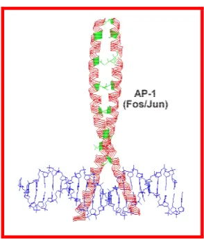 FIG  18.  Structure  générale  du  motif  leucine  zipper.  Structure  du  complexe  formé  par  un  acide  nucléique  (en  bleu)  en  interaction  avec  le  facteur  de  transcription  AP-1(en  rouge)