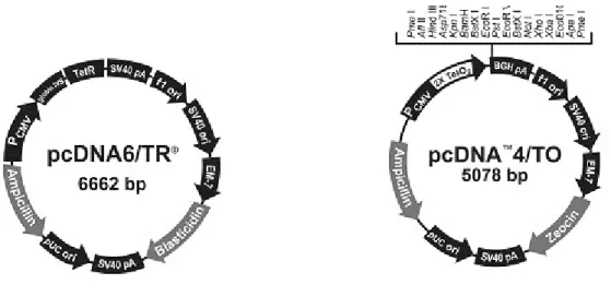 Fig. 21. Vecteur pcDNA6/TR répresseur (A) et vecteur pcDNA4/TO (B). Le pcDNA6/TR  exprime  de  façon  constitutive  le  répresseur  TetR