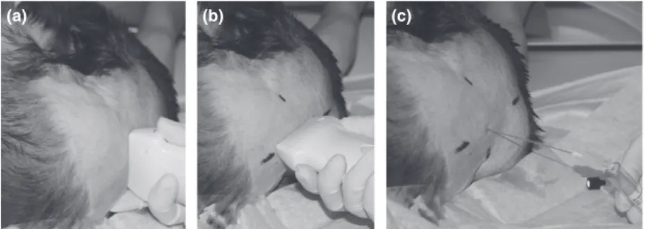 Fig. 1. Successive steps for indirect ultra- ultra-sound-guided cisternal puncture.  Identifica-tion of the ultrasonographic anatomic landmarks on transverse images (a) and  longi-tudinal images with drawing marks on the skin (b) and introduction of the sp