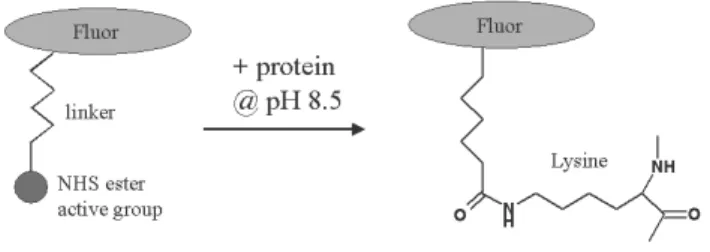 Figure 7: Réaction de marquage aux fluorophores 