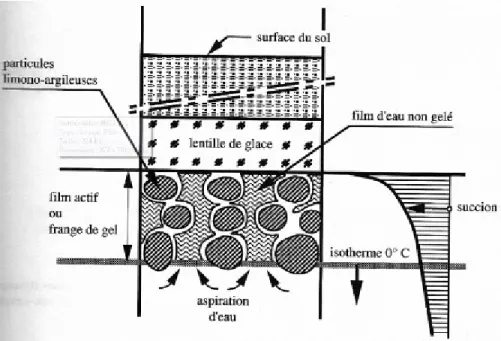 Figure 18. Lentille de glace et film actif. Tirée de Dysli (1991) 