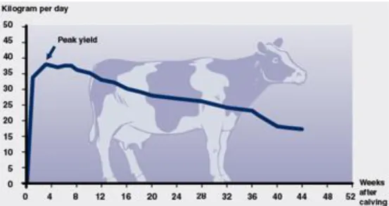 Figure  1  :  Evolution  de  la  production  laitière  d’une  lactation  complète  au  niveau  individuel  (Delaval,  2001)