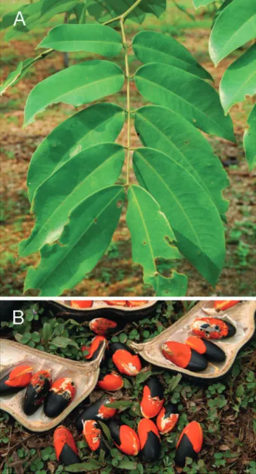 Figure 1 – Leaves (A) and seeds (B) of Afzelia bipindensis (from  Meunier et al. 2015, distributed under the terms of the Creative  Commons attribution license, CC BY 4.0)