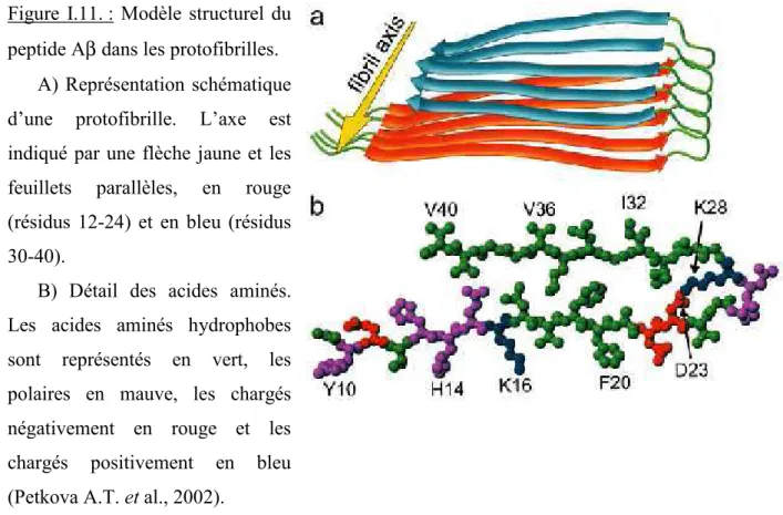 Figure  I.11. : Modèle structurel du  peptide Aβ dans les protofibrilles. 