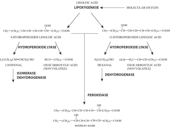 Figure 9: Schéma simplifié des réactions de l'oxydation enzymatique de l'acide linoélique dans les céréales  (L EHTINEN  &amp; L AAKSO , 2004) 