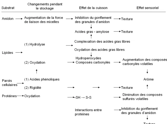 Tableau 3: Modèle schématique du vieillissement du riz (adapté de Z HOU ET AL ., 2002b) 