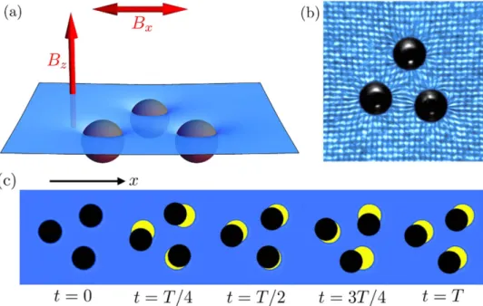 Figure 2 presents the Probability Distribution Function (PDF) of the normalized speeds for several swim- swim-mers using the same set of parameters : (a) without any offset and (b) with a small offset B x0 =   0.75 G