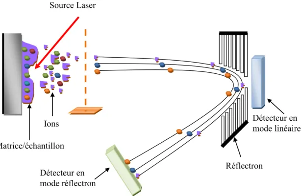 Figure 1.6: Composants basiques d’un spectromètre MALDI-TOF utilisable en mode  linéaire et mode réflectron 72