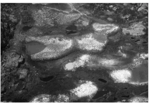 Fig.  16.  Aerial  view  of  part  of  a  lithalsa  field  between  Kuujjuaraapik  and  the  Boniface  River,  subarctic  Quebec