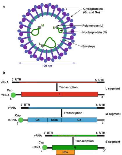 Figure 7: Vue schématique du a) virion et b) génome du virus de Schmallenberg (Doceul et al., 2017).