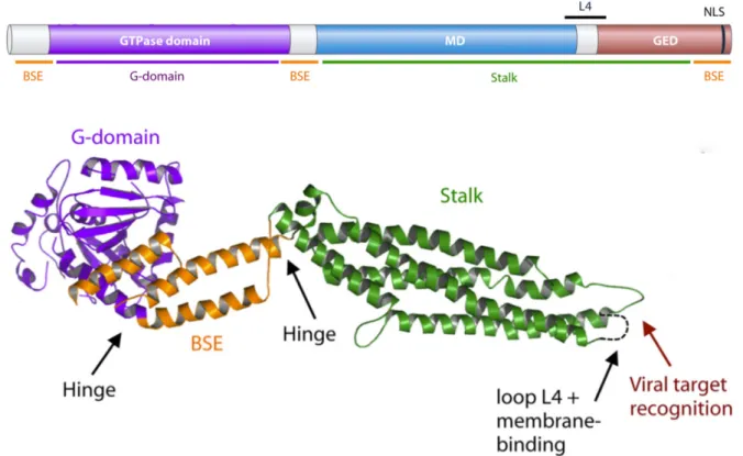 Figure 9: Les différents domaines de la protéine Mx en structure linéaire et conformation tridimensionnelle (Verhelst et al., 2013)