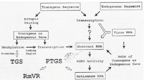 Figure 11: Schématisation des voies de silencing. TGS  (Transcriptional gene silencing); PTGS(Posttranscriptional  gene silencing); RmVR (RNA-mediated Virus Resistance); RdRP  (RNA dependantRNA polymerase); RdM (RNA-directed 