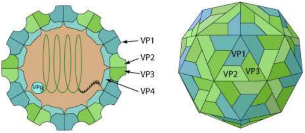 Figure 4: Diagram of the typical picornavirus icosahedral capsid (Adapted from Arias et al.,  2010)  