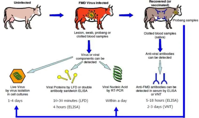 Figure 7: Principals FMD diagnosis  