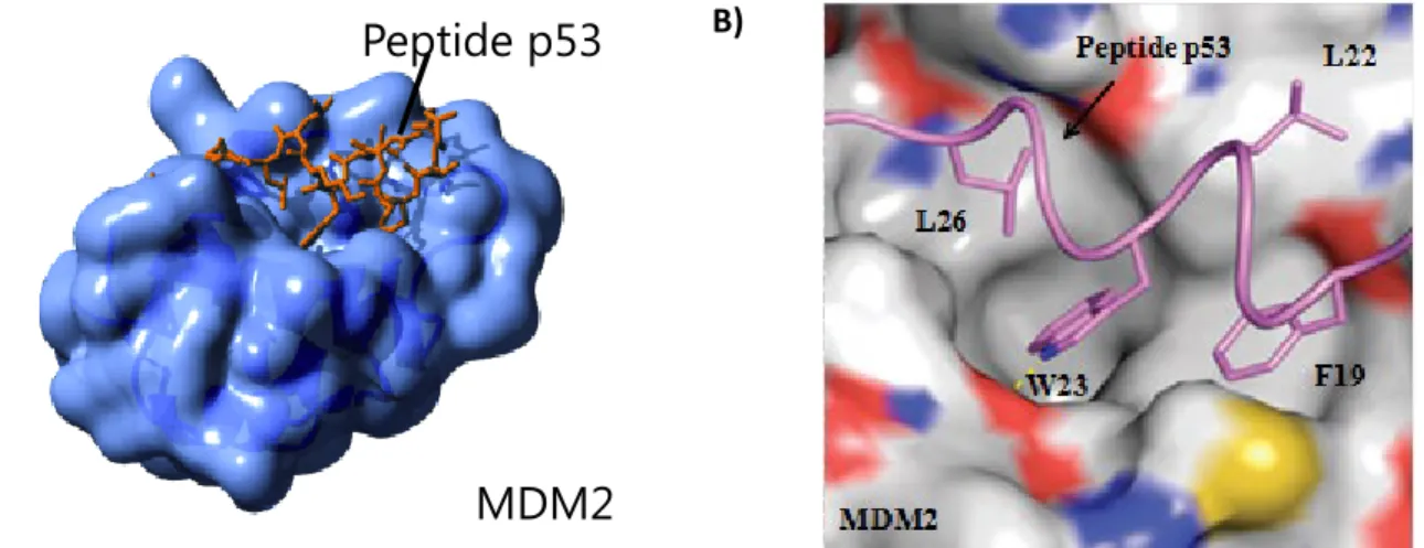 Figure 4. Interaction surface between a MDM2 binding domain and a peptidic fragment  from p53