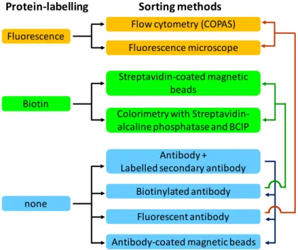 Figure 14. Protein-labelling strategies and sorting methods for the screening of OBOC  libraries and selection of positive beads