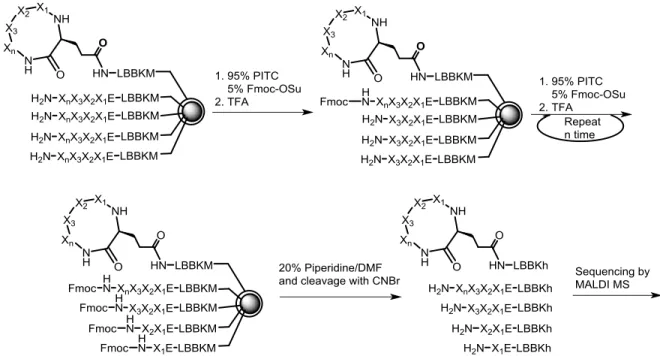 Figure 20. Partial Edman degradation approach described by Chait et al. (h = homoserine  lactone)