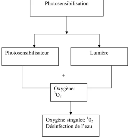 Figure 3.1.: Production d’oxygène singulet à partir d’un photosensibilisateur et de lumière