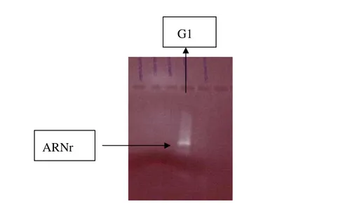 Figure 15d : Visualisation sur gel d’agarose 1,3% des ARN totaux. G1 correspond à une extraction réalisée avec  le protocole GHCL de Gehrig et al