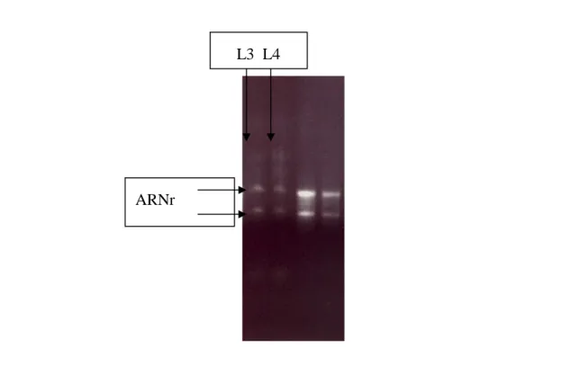 Figure  15f :  Visualisation  sur  gel  d’agarose  1,3%  des  ARN  totaux.  L3  et  L4  correspondent  à  des  extractions  réalisées avec le protocole Liu et al