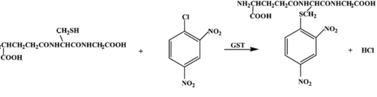 Figure 5 : Réaction entre le glutathion réduit et le CDNB, catalysée par les GSTs de la classe 