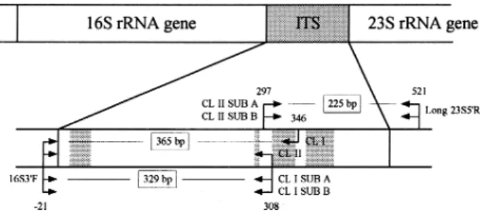 Fig. 1. Scale drawing of a partial Arthrospira rRNA operon with an enlarged view of the ITS