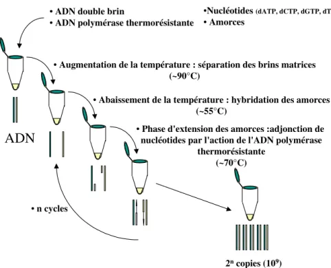 Figure 2: Représentation schématique de l'amplification PCR de l'ADN  