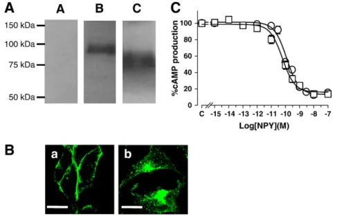 Fig. 1. Characterization of Y 1 Δ32 receptors. A) Western blots of lysates from control HEK293 cells (lane A), from cells stably expressing EGFP-tagged Y 1 (lane B) or Y 1 Δ32 (lane C) receptors