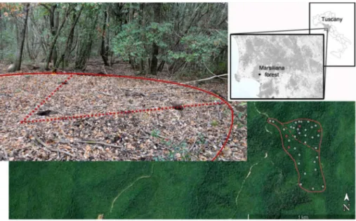Fig. 1. The investigated area at Marsiliana forest, located in southern Tuscany, Central Italy, divided in a north-oriented subarea (No) and a south-oriented one (So) (on the right), with the location of the relic charcoal hearths