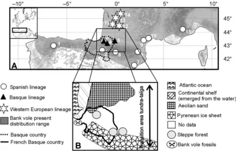Fig. 1 (A) Distribution of the bank vole (Myodes glareolus) sampled around the Pyrenees and the groups revealed by the genetic and morphological analyses