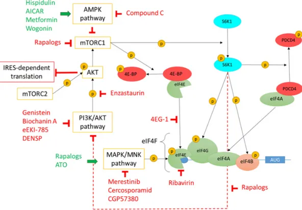 Figure 2. Regulation of eIF4F complex formation by PI3K/Akt/mTOR, MAPK/MNK, and AMPK  pathways and drugs targeting these pathways