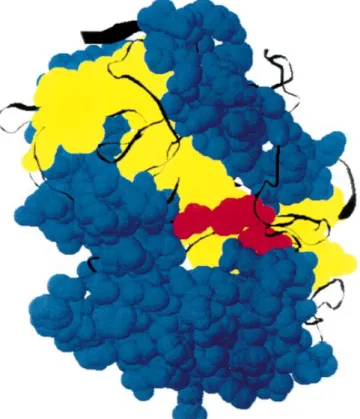 Fig. 5. Space-filling model of CPY showing the two substructural domains of CPY molecule