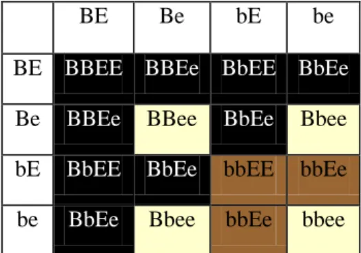 Table 2 - an example of recessive epistasis. The possible genotypes are displayed  and the background colour corresponds to the dogs coat colour