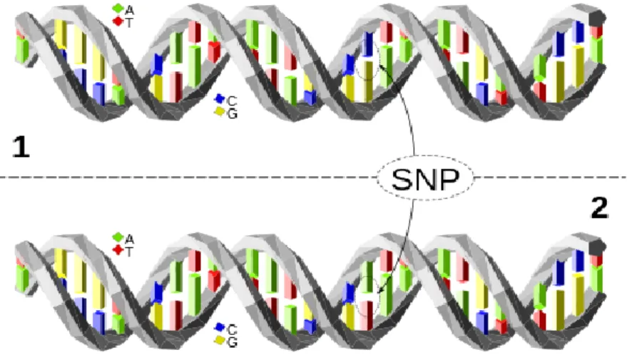 Figure 1 - a SNP. The two molecules of DNA only differ at one nucleotide  1.6.1.2. Microsatellites 
