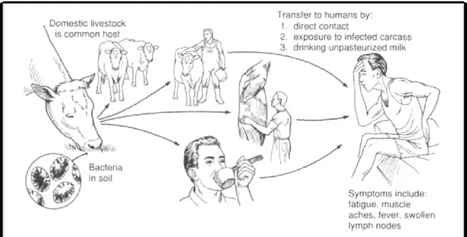 Figure  7:  Main  transmission  routes  of  brucellosis  from  livestock  to  humans  (by  Sir  David Bruce, 1855-1931) (from http://m2002.tripod.com/brucellosis.jpg) 