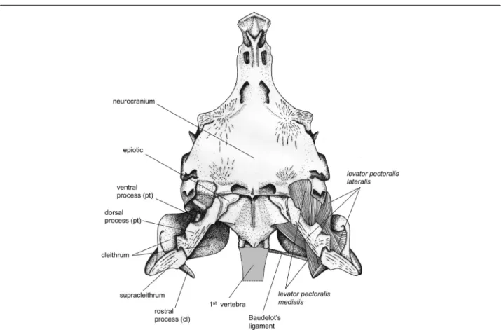 Figure 4 Morphology of the neurocranium and pectoral girdle in Cottus perifretum. Dorsal view of the skeletal elements of the pectoral girdle (left) and the different muscles involved in pectoral girdle adduction (right)