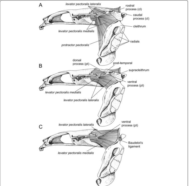 Figure 5 Morphology of hard and soft tissues involved in sound production in Cottus perifretum