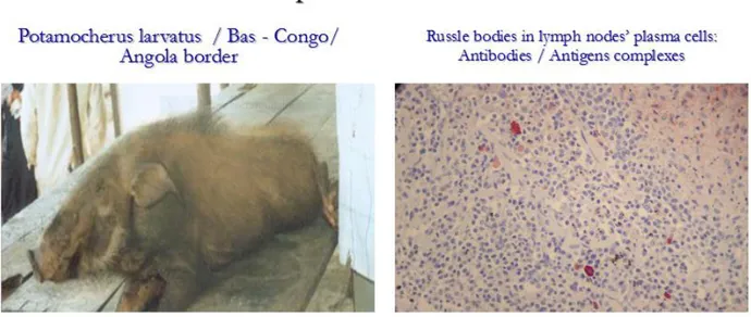 Figure 5 - Naturally infected feral pig killed by the hunters within an island on the Congo river  on the border with Angola; antigens-antibodies complexes were detected within lymph nodes by  immunohistochemistry