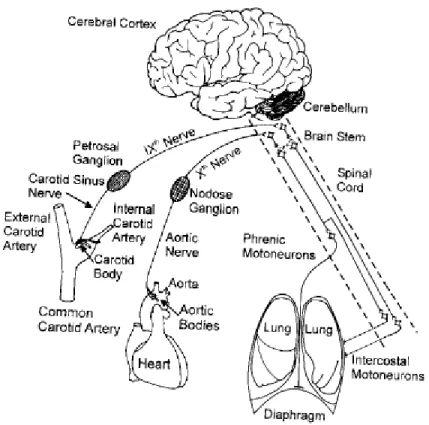 Figure 1: Illustration schématique de la localisation des chémorécepteurs artériels périphériques et  leurs voies d’échanges vers le tronc cérébral