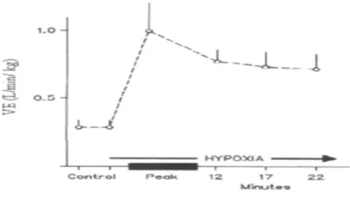 Figure  2:  Graphique  représentant  la  réponse  ventilatoire  à  l’hypoxie  enregistrée  chez  un  chat  adulte