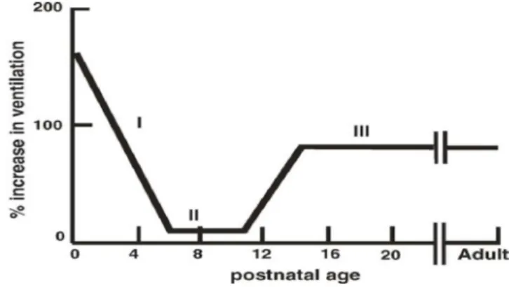 Figure 7: Graphique représentant la réponse à l’hypercapnie chez le nouveau-né rat. La réponse est  triphasique avec une phase 1 de diminution de la ventilation, une phase 2 de stabilisation du Ve, et une  phase 3 qui où la droite remonte et se stabilise d
