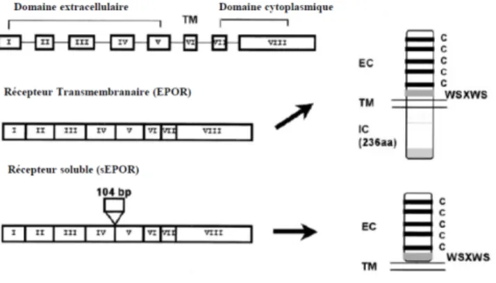 Figure 9: Représentation des différentes formes du récepteur de l’Epo. EpoR transmembranaire et  soluble avec ces domaines extracellulaires et cytoplasmiques