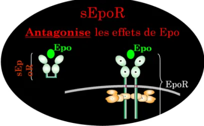 Figure  11:  Représentation  du  récepteur  soluble  de  l’Epo  (sEpoR)  comparé  au  récepteur  transmembranaire  (EpoR)