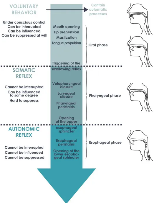 Figure 3. Classification of the oral, pharyngeal and esophageal phases of swallowing on  the continuum of voluntary to reflexive behaviors 