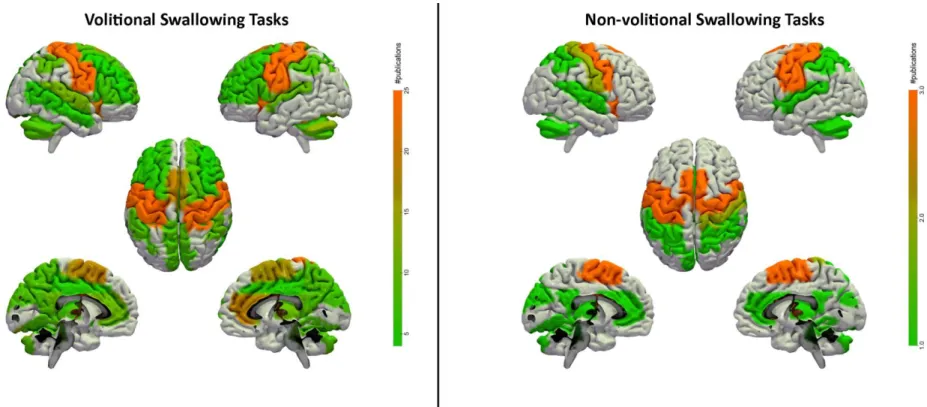 Figure 4. Brain areas activated by volitional and non-volitional swallowing tasks 