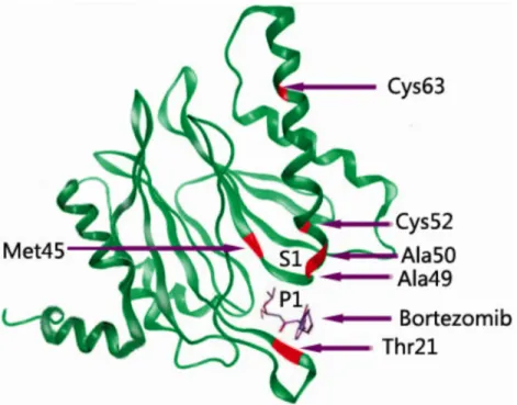 Figure 1-9 Structure cristalline de la sous-unité β5 accompagnée de ses sites de mutations inhibant la  liaison au Bortézomib