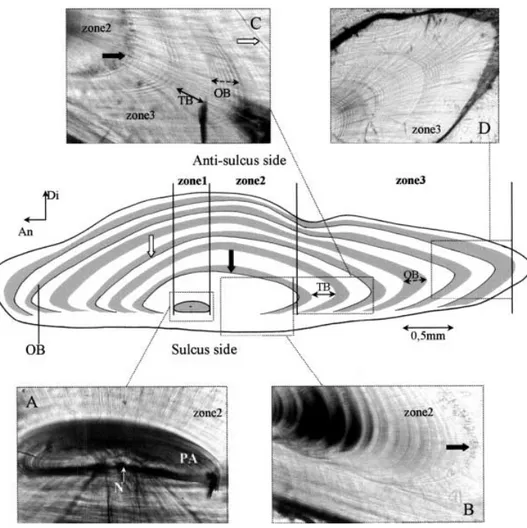 Fig. 8. Carapus homei.