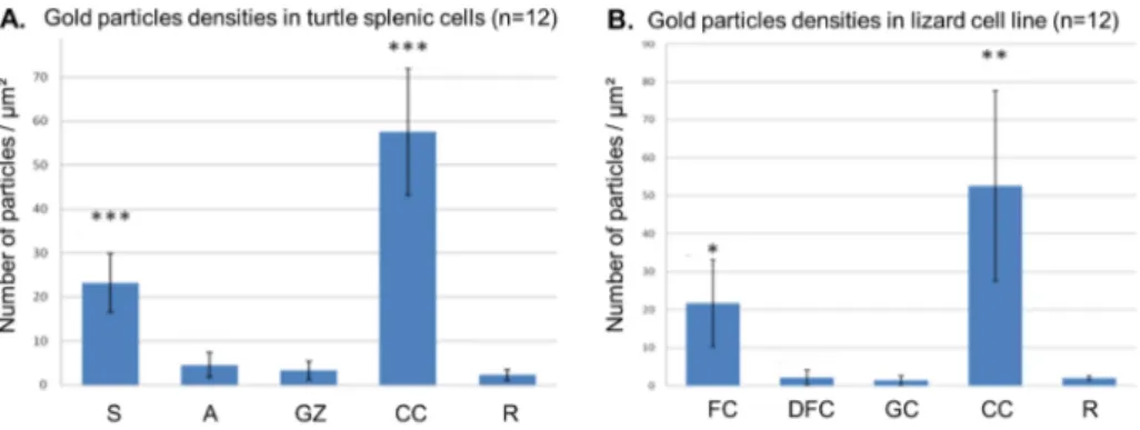 Fig. 3. Bipartite and tripartite organization of nucleoli in primary liver (A, C) and splenic (B, E) cells from a turtle Trachemys scripta scripta and in cell line from a lung epithelial cell from a lizard Gekko gecko (D, F) after a treatment with AMD for 