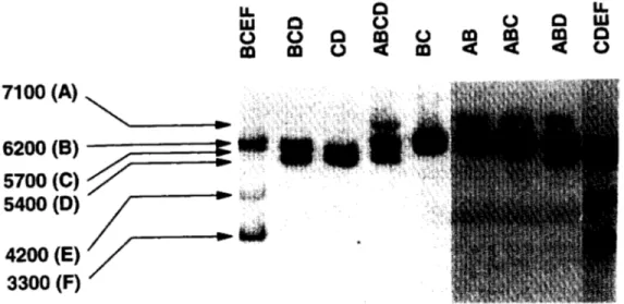 Figure  2. The  generated  patterns  using  the  restriction  enzyme  TaqI  on  the  growth  hormone  receptor  gene  observed  in  91 Holstein-  Friesian  Bulls